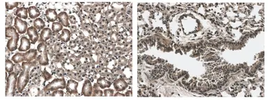 Anti-FLT3 antibody [12B6] used in IHC (Paraffin sections) (IHC-P). GTX53112