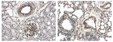 Anti-FGFR2 antibody [7C24] used in IHC (Paraffin sections) (IHC-P). GTX53116