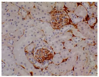 Anti-CD105 antibody [6J9] used in IHC (Paraffin sections) (IHC-P). GTX53121