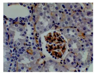 Anti-CD34 antibody [1A9] used in IHC (Paraffin sections) (IHC-P). GTX53122