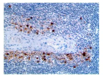 Anti-CD62L antibody [MAB0709] used in IHC (Paraffin sections) (IHC-P). GTX53127