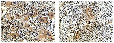 Anti-CD28 antibody [MAB0711] used in IHC (Paraffin sections) (IHC-P). GTX53129