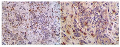 Anti-CD40L / CD154 antibody [MAB0712] used in IHC (Paraffin sections) (IHC-P). GTX53130