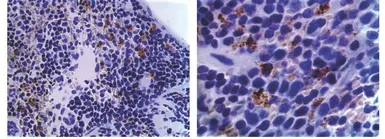Anti-Dendritic Cell Marker antibody [MAB0801] used in IHC (Paraffin sections) (IHC-P). GTX53132