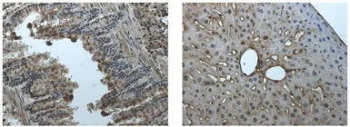 Anti-EphA2 antibody [8F21] used in IHC (Paraffin sections) (IHC-P). GTX53140