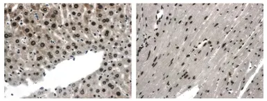 Anti-EphA4 antibody [11C13] used in IHC (Paraffin sections) (IHC-P). GTX53142