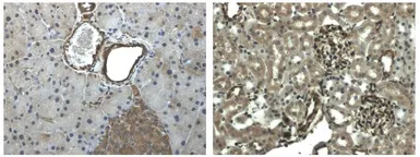 Anti-EphA6 antibody [9J12] used in IHC (Paraffin sections) (IHC-P). GTX53143