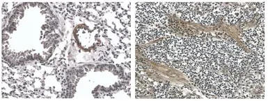 Anti-Endostatin antibody [3H11] used in IHC (Paraffin sections) (IHC-P). GTX53149