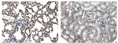 Anti-Pan-Endothelial Cell Marker antibody [4J13] used in IHC (Paraffin sections) (IHC-P). GTX53150