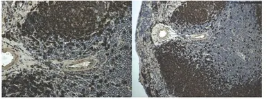 Anti-CD45R antibody [9F14] used in IHC (Paraffin sections) (IHC-P). GTX53152