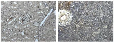 Anti-Ly6g antibody [6D17] used in IHC (Paraffin sections) (IHC-P). GTX53153