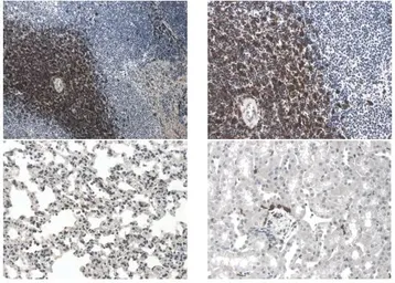 Anti-GITR antibody [7C13] used in IHC (Paraffin sections) (IHC-P). GTX53155