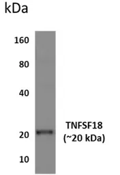 Anti-GITRL antibody [12D23] used in Western Blot (WB). GTX53355