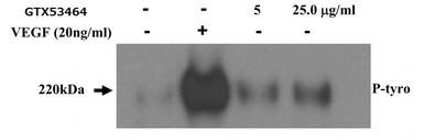 Anti-VEGF Receptor 2 antibody [8A01] used in Activation/Stimulation/Induction (Activation). GTX53464