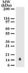 Anti-IL17E antibody [68C1039.2] used in Western Blot (WB). GTX53468