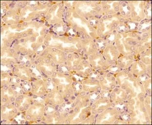 Anti-IL17E antibody [68C1039.2] used in IHC (Paraffin sections) (IHC-P). GTX53468