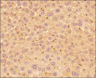 Anti-IL17E antibody [68C1039.2] used in IHC (Paraffin sections) (IHC-P). GTX53468