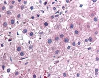 Anti-IL17E antibody [68C1039.2] used in IHC (Paraffin sections) (IHC-P). GTX53468