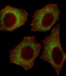 Anti-Cav alpha 2/delta 2 antibody used in Immunocytochemistry/ Immunofluorescence (ICC/IF). GTX53487