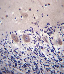 Anti-Cav alpha 2/delta 2 antibody used in IHC (Paraffin sections) (IHC-P). GTX53487