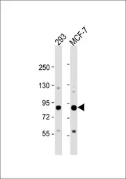 Anti-COL9A1 antibody used in Western Blot (WB). GTX53514