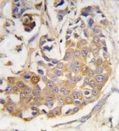 Anti-COL9A1 antibody used in IHC (Paraffin sections) (IHC-P). GTX53514