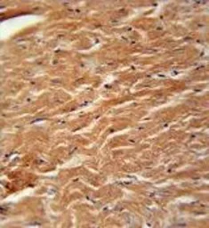 Anti-COPZ2 antibody used in IHC (Paraffin sections) (IHC-P). GTX53526
