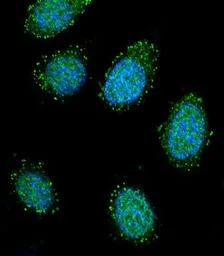 Anti-Dystrobrevin alpha antibody used in Immunocytochemistry/ Immunofluorescence (ICC/IF). GTX53551