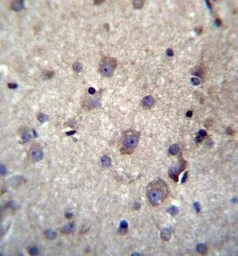 Anti-Hemoglobin theta 1 antibody used in IHC (Paraffin sections) (IHC-P). GTX53555