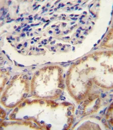 Anti-HtrA1 antibody used in IHC (Paraffin sections) (IHC-P). GTX53558
