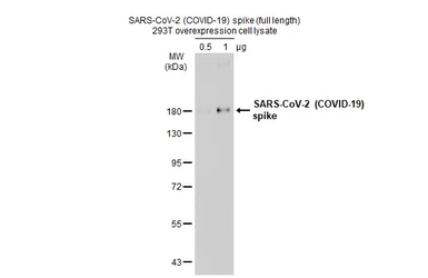 SARS-CoV-2 (COVID-19) Spike overexpression 293T whole cell lysate. GTX535664