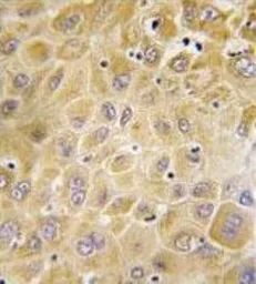 Anti-GRK7 antibody used in IHC (Paraffin sections) (IHC-P). GTX53604