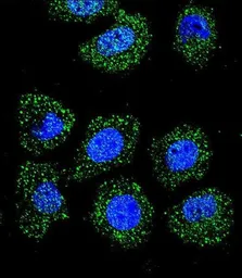 Anti-ID1 antibody used in Immunocytochemistry/ Immunofluorescence (ICC/IF). GTX53624