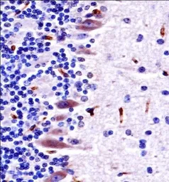 Anti-MLK4 antibody used in IHC (Paraffin sections) (IHC-P). GTX53632