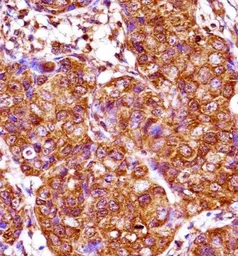 Anti-IRX3 antibody used in IHC (Paraffin sections) (IHC-P). GTX53650