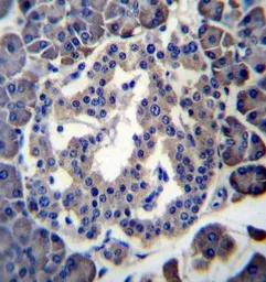 Anti-MBOAT4 antibody used in IHC (Paraffin sections) (IHC-P). GTX53651