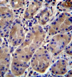Anti-Kir7.1 antibody used in IHC (Paraffin sections) (IHC-P). GTX53659