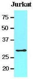 Anti-14-3-3 theta antibody [AT1A1] used in Western Blot (WB). GTX53680