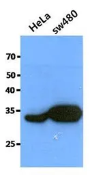 Anti-Cathepsin Z antibody [AT6G11] used in Western Blot (WB). GTX53695