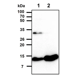 Anti-Cystatin B antibody [2F1] used in Western Blot (WB). GTX53707