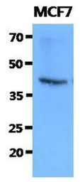 Anti-FKBP6 antibody [AT9B7] used in Western Blot (WB). GTX53716