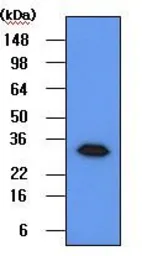 Anti-Geminin antibody [2H7] used in Western Blot (WB). GTX53720