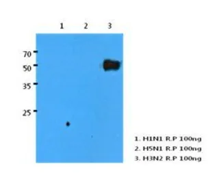Anti-Influenza A virus H3N2 HA (Hemagglutinin) antibody [AT1B7] used in Western Blot (WB). GTX53724