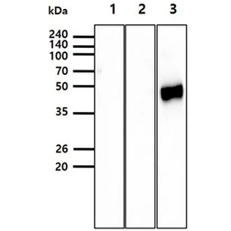 Anti-Avian Influenza A virus H5N1 HA (Hemagglutinin) antibody [AT2B7] used in Western Blot (WB). GTX53725
