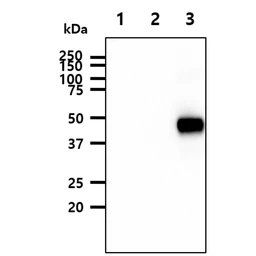 Anti-Avian Influenza A virus H5N1 HA (Hemagglutinin) antibody [AT2B7] used in Western Blot (WB). GTX53725