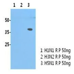 Anti-Avian Influenza A virus H5N1 HA (Hemagglutinin) antibody [AT2B7] used in Western Blot (WB). GTX53725