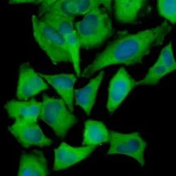 Anti-Hexokinase 1 antibody [4D7] used in Immunocytochemistry/ Immunofluorescence (ICC/IF). GTX53727