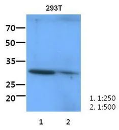 Anti-ITLN1 antibody [AT6C11] used in Western Blot (WB). GTX53733