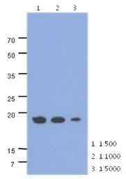 Anti-MRPS25 antibody [AT38E7] used in Western Blot (WB). GTX53743