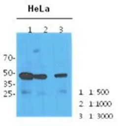 Anti-NANS antibody [AT1G6] used in Western Blot (WB). GTX53749